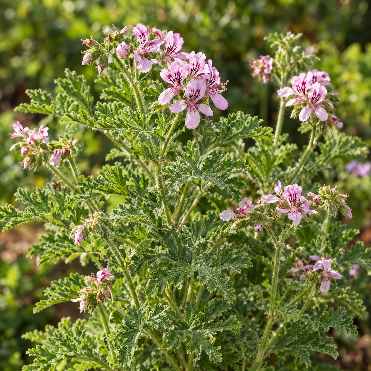 geranium